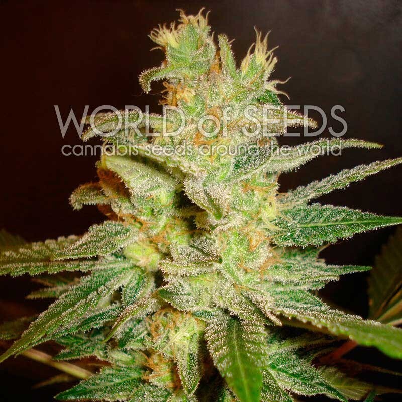 World Of Seeds - Northern Light x Big Bud Early Harvest (fem.)