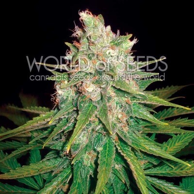 World Of Seeds - Mazar x Great White Shark (fem.) 03776