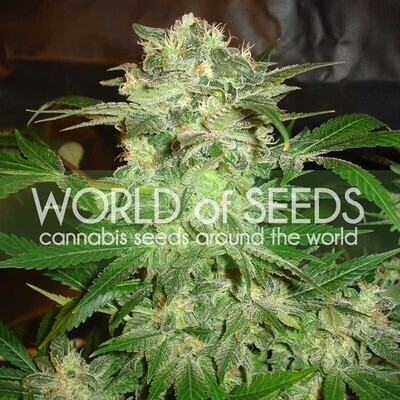 World Of Seeds - Mazar Kush (fem.) 03756