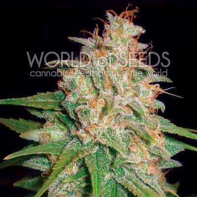 World Of Seeds - Mazar x White Rhino (fem.) 03777