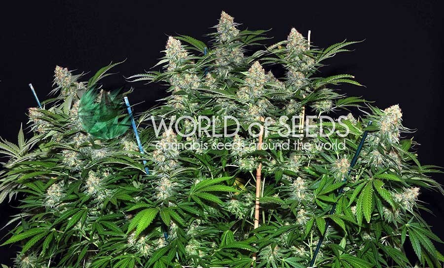 World Of Seeds - Mazar x White Rhino (fem.)