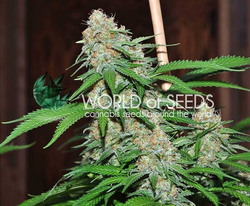 World Of Seeds - Mazar x White Rhino (fem.)