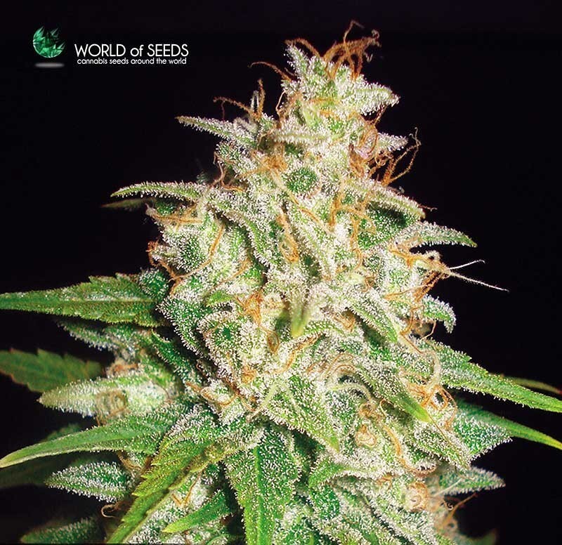 World Of Seeds - Mazar x White Rhino (fem.)