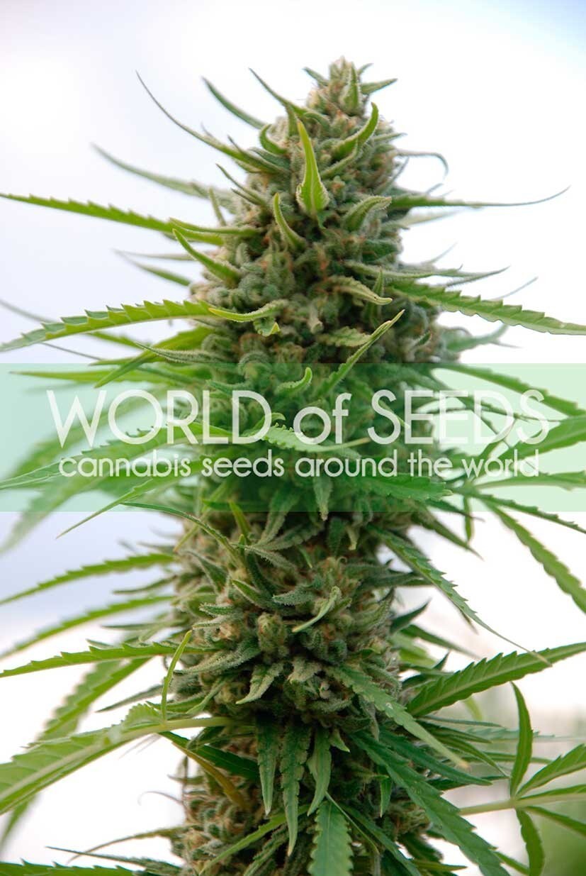 World Of Seeds - Kilimanjaro (reg.)