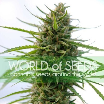 World Of Seeds - Kilimanjaro (fem.) 03687