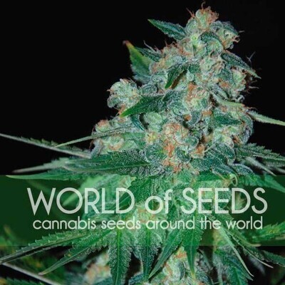 World Of Seeds - Ketama (fem.) 03685