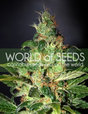 World Of Seeds - Chronic Haze (fem.)