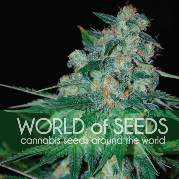 World Of Seeds - Ketama (reg.)