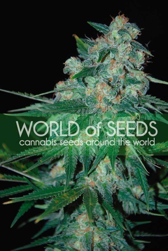 World Of Seeds - Ketama (reg.)