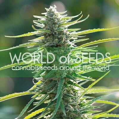 World Of Seeds - Colombian Gold (fem.) 03683