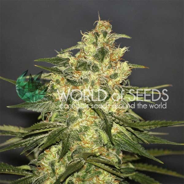 World Of Seeds - Ketama (fem.)