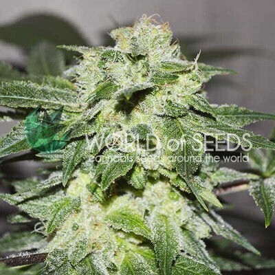 World Of Seeds - Chronic Haze (fem.) 03699