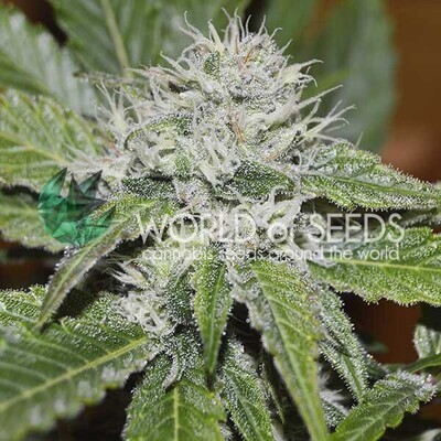 World Of Seeds - Amnesia Ryder (auto/fem.) 03786