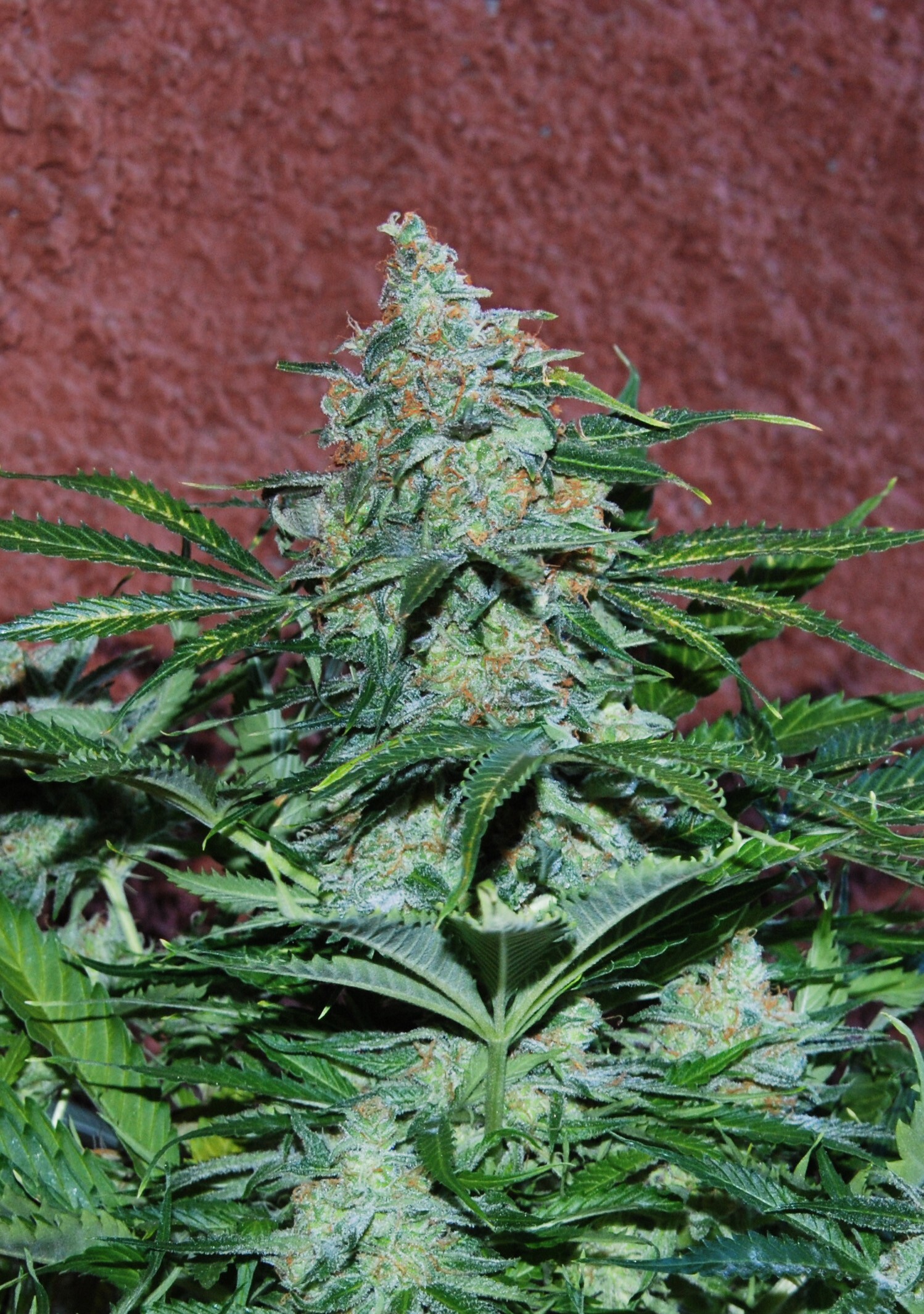 World Of Seeds - Amnesia Ryder (auto/fem.)