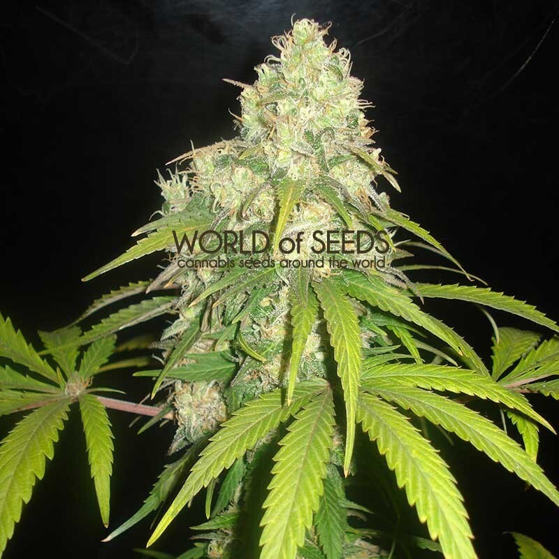 World Of Seeds - Afghan Kush x Yumbolt (fem.)
