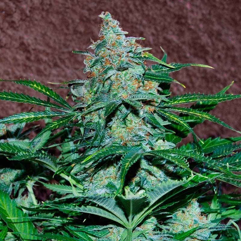 World Of Seeds - Amnesia Ryder (auto/fem.)
