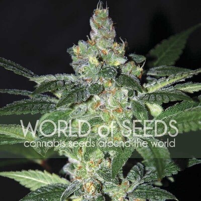 World Of Seeds - Amnesia (fem.) 03698