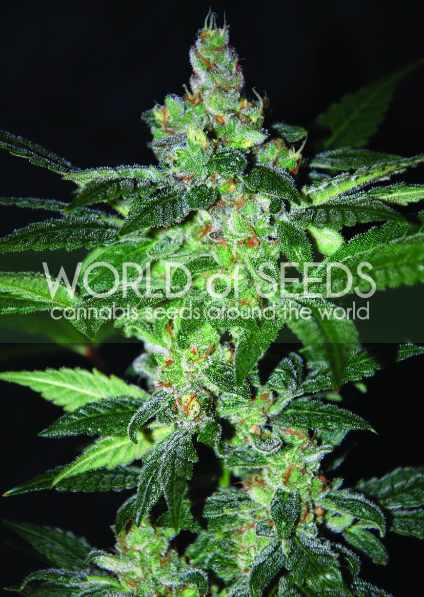 World Of Seeds - Amnesia (fem.)