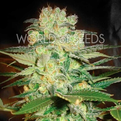 World Of Seeds - Afghan Kush x White Widow (fem.) 03772