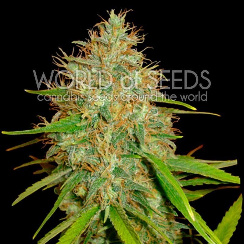 World Of Seeds - Afghan Kush x Skunk (fem.)