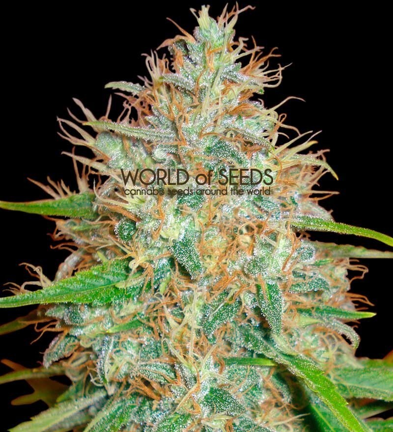 World Of Seeds - Afghan Kush x Skunk (fem.)
