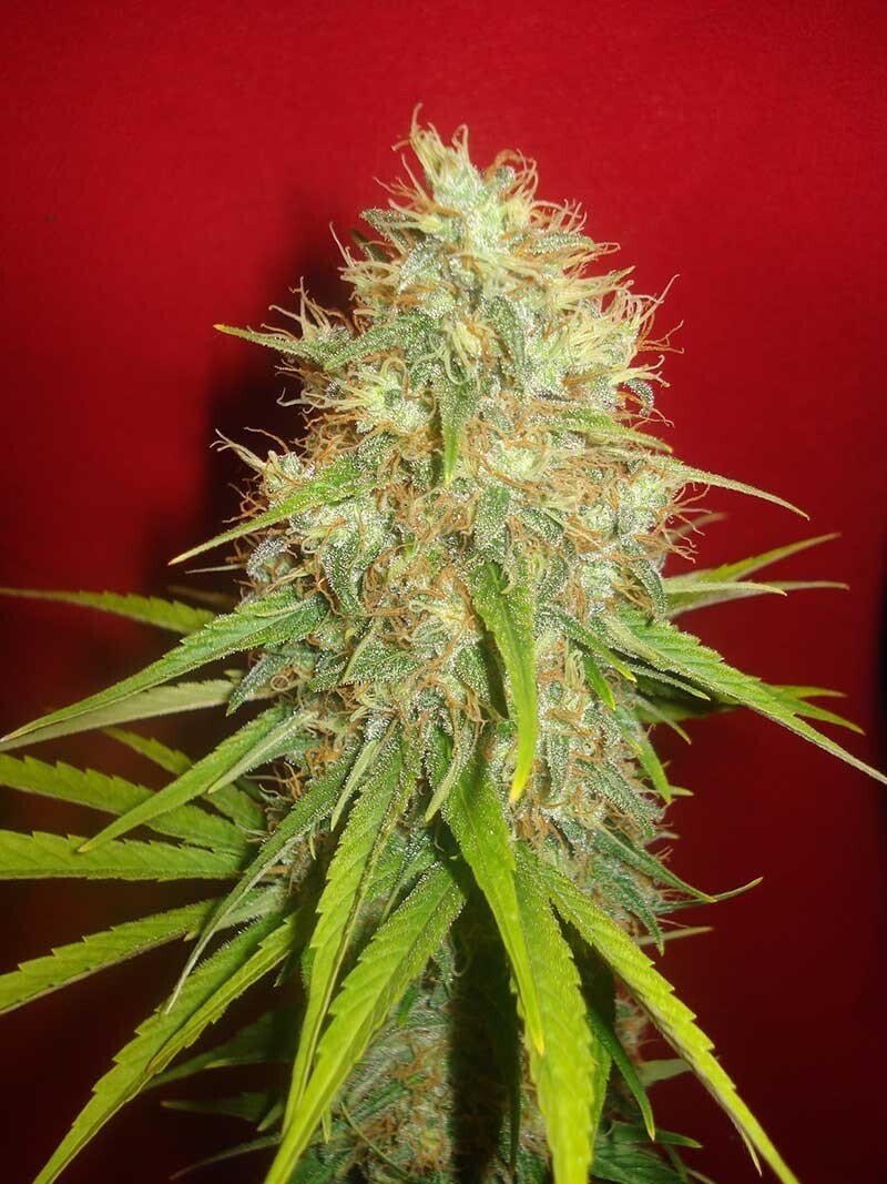 World Of Seeds - Afghan Kush x Skunk (fem.)