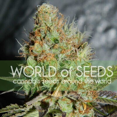 World Of Seeds - Afghan Kush Special (fem.) 03695