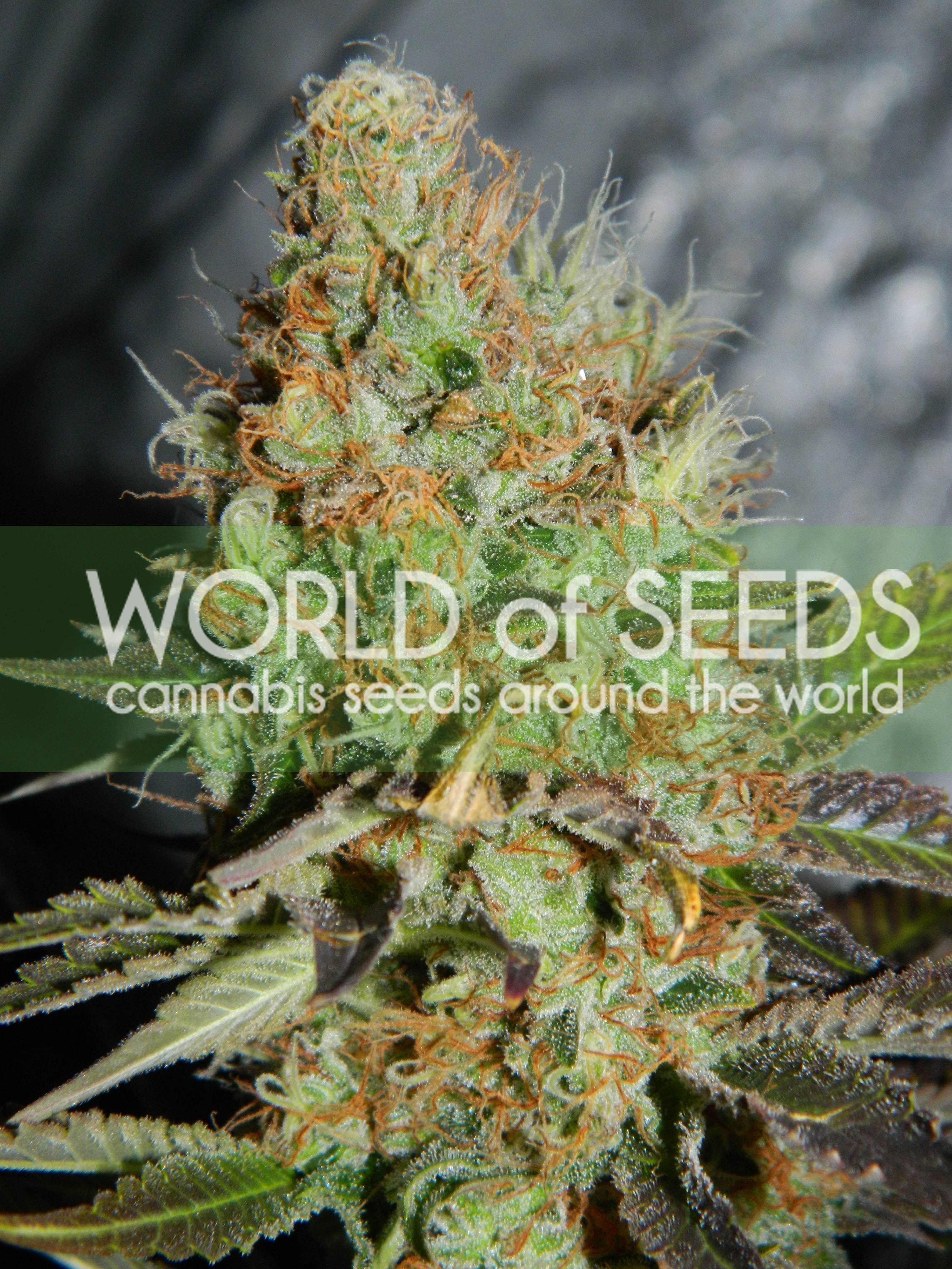 World Of Seeds - Afghan Kush Special (fem.)