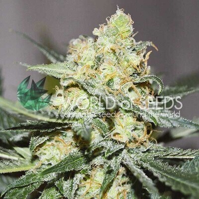 World Of Seeds - Afghan Kush x Skunk (fem.) 03769