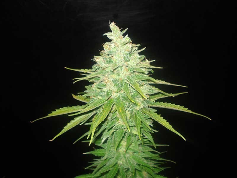 World Of Seeds - Afghan Kush x Black Domina (fem.)
