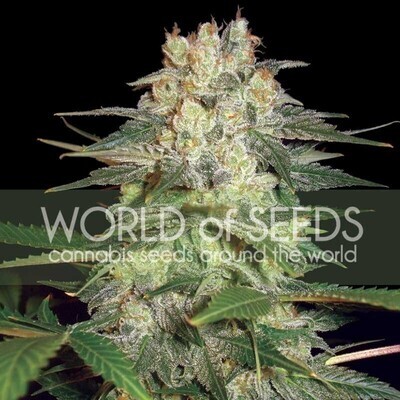 World Of Seeds - Afghan Kush Ryder (auto/fem.) 03781
