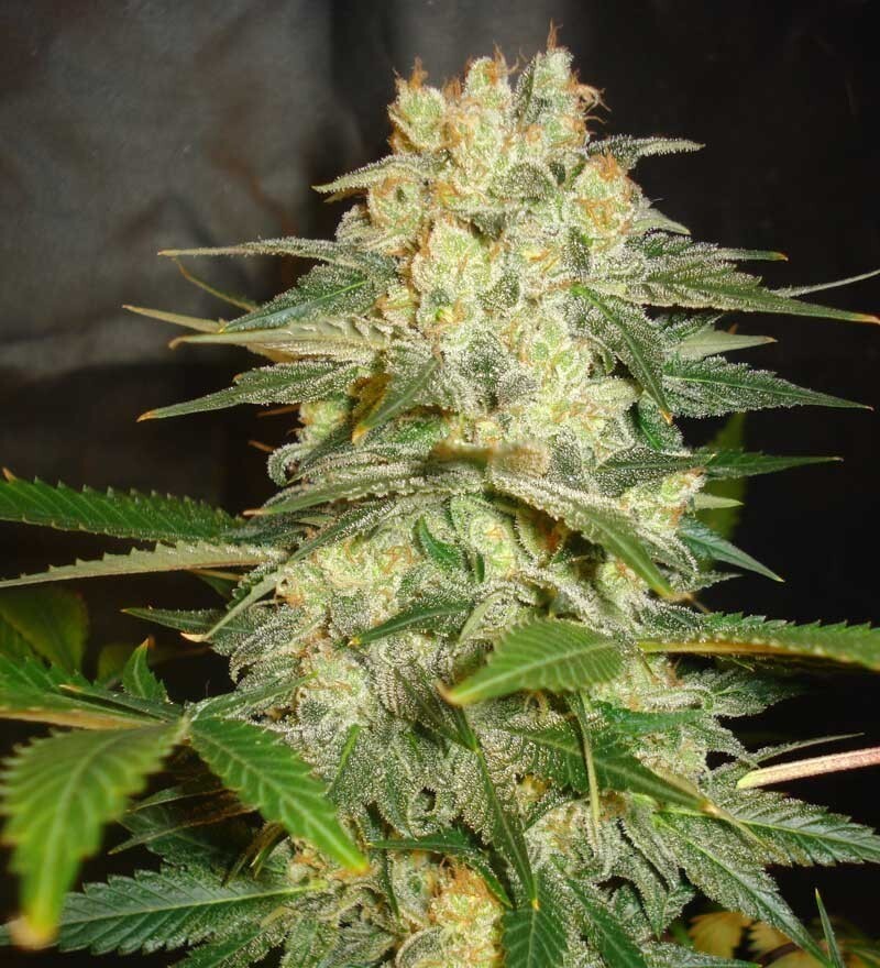 World Of Seeds - Afghan Kush Ryder (auto/fem.)