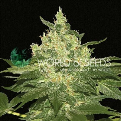World Of Seeds - Afghan Kush (reg.) 03677