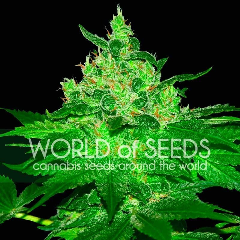 World Of Seeds - Afghan Kush (reg.)