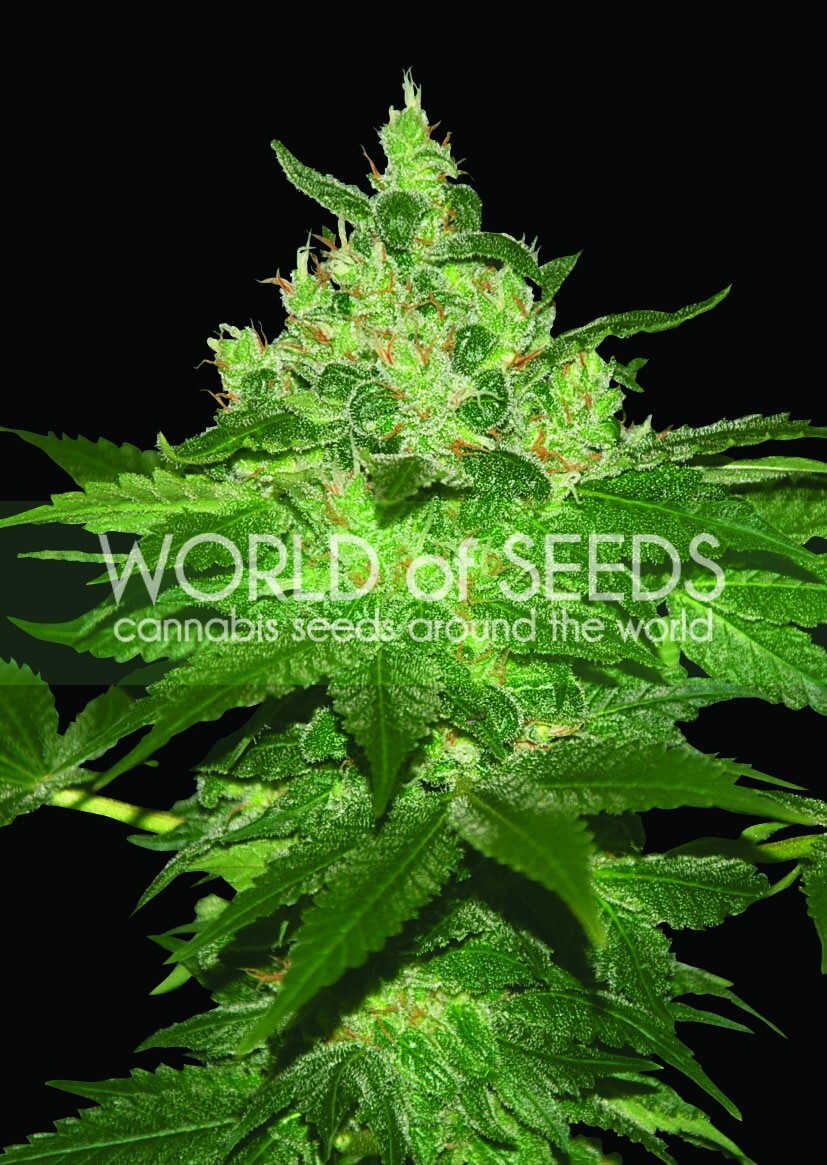 World Of Seeds - Afghan Kush (reg.)