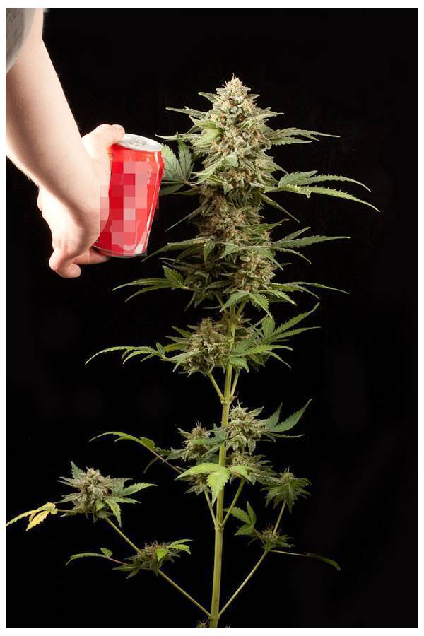 Dinafem - Haze Autoflowering (auto/fem.)