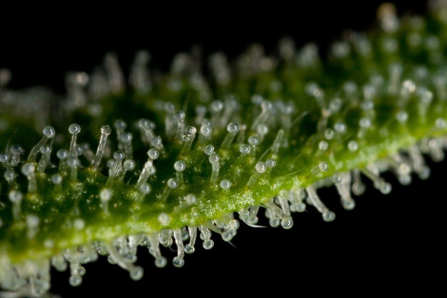 Dinafem - Haze Autoflowering (auto/fem.)