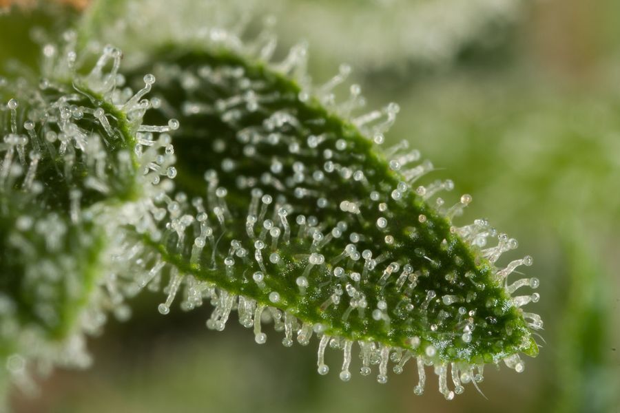 Dinafem - Haze Autoflowering (auto/fem.)