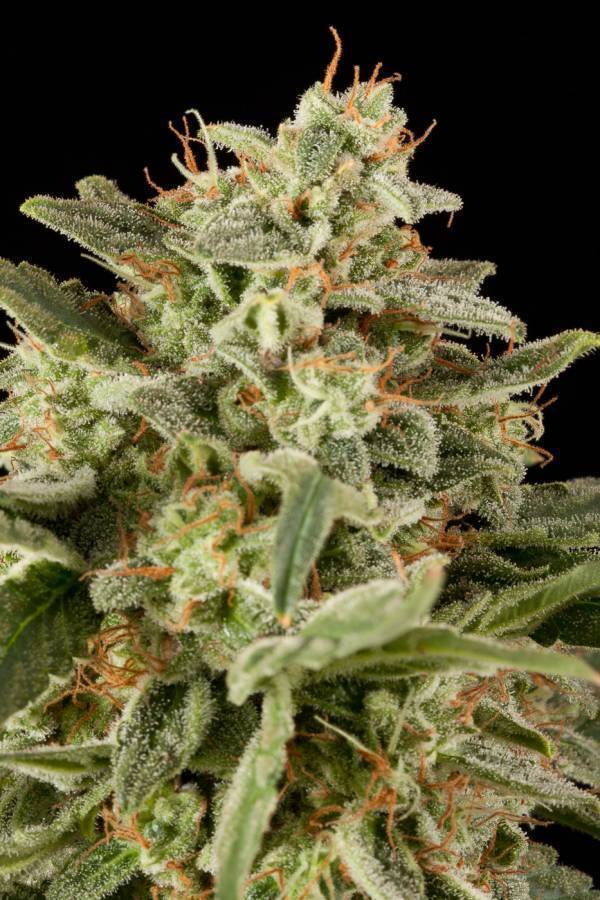 Dinafem - Haze Autoflowering (auto/fem.)