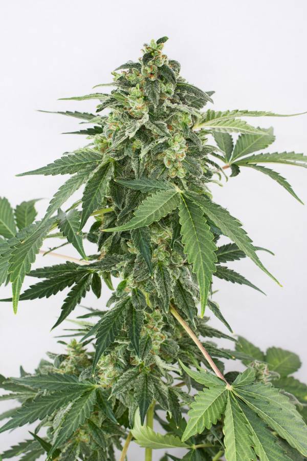 Dinafem - Haze Autoflowering (auto/fem.)