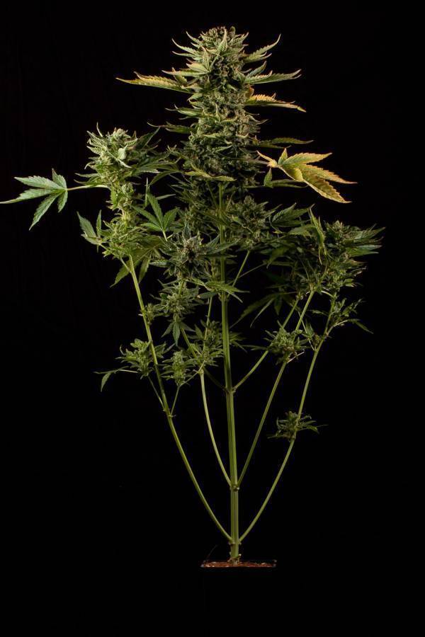 Dinafem - Haze Autoflowering (auto/fem.)