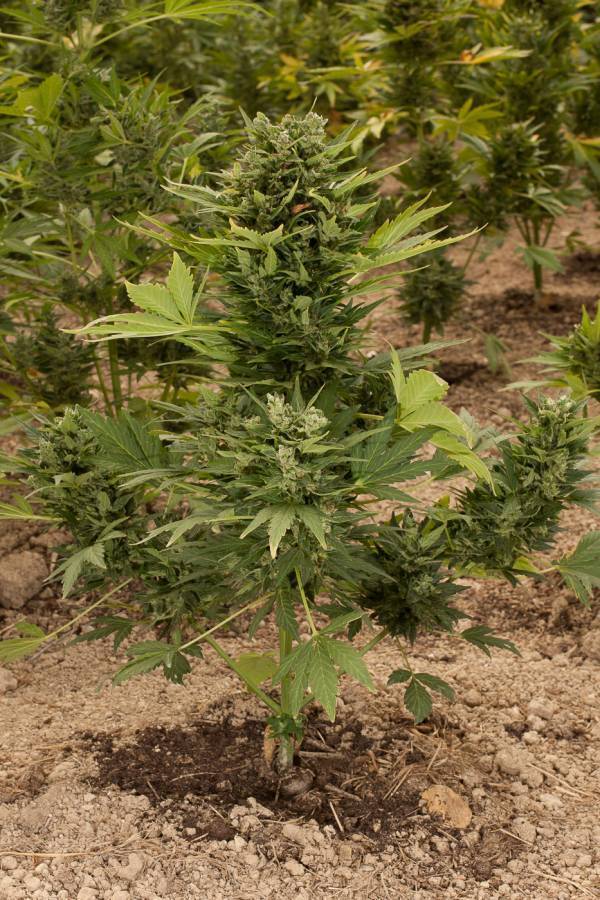 Dinafem - Roadrunner Autoflowering #2 (auto/fem.)