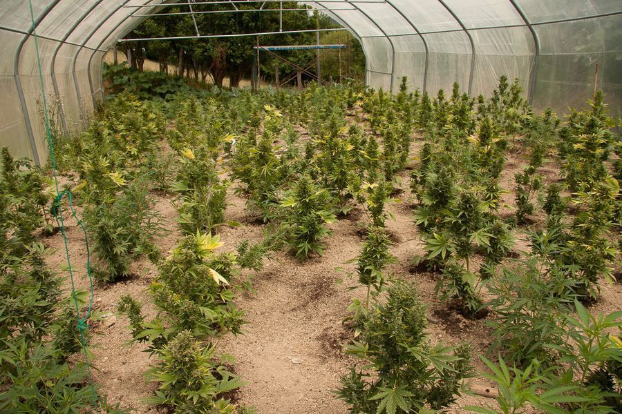 Dinafem - Roadrunner Autoflowering #2 (auto/fem.)