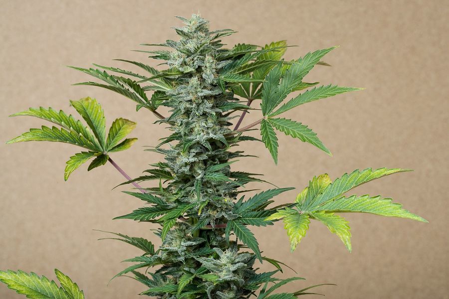 Dinafem - Roadrunner Autoflowering (auto/fem.) Dinafem - Roadrunner Autoflowering (auto/fem.)