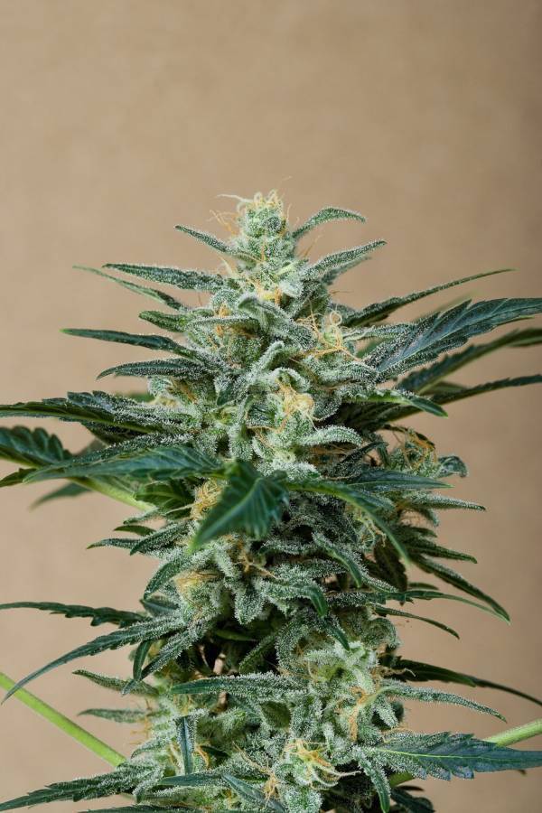 Dinafem - Roadrunner Autoflowering (auto/fem.) Dinafem - Roadrunner Autoflowering (auto/fem.)