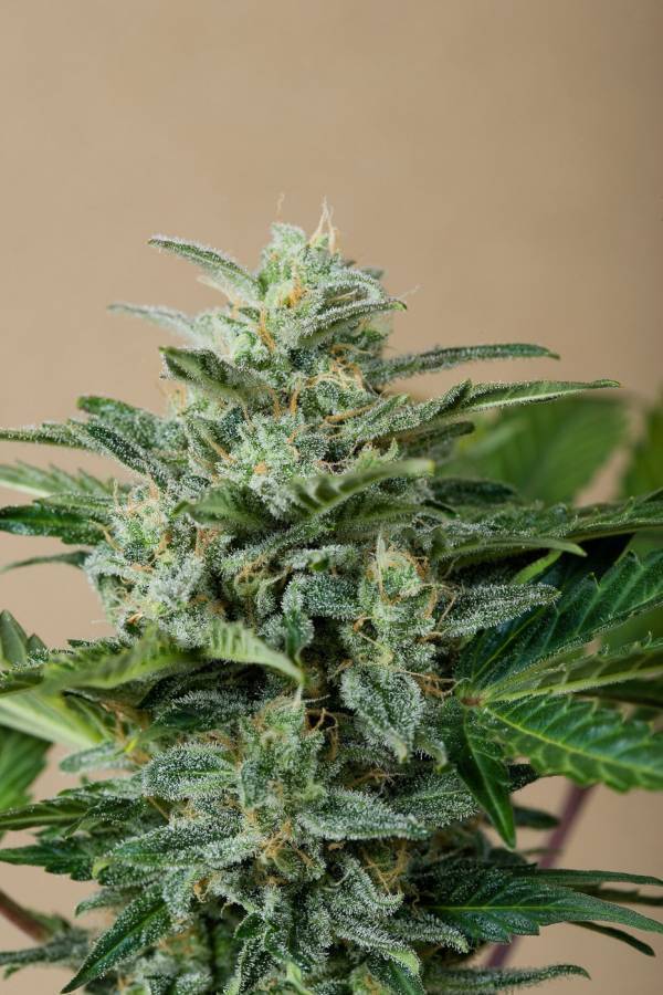 Dinafem - Roadrunner Autoflowering (auto/fem.) Dinafem - Roadrunner Autoflowering (auto/fem.)