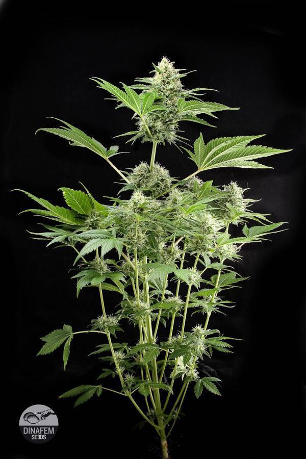 Dinafem - Roadrunner Autoflowering (auto/fem.) Dinafem - Roadrunner Autoflowering (auto/fem.)