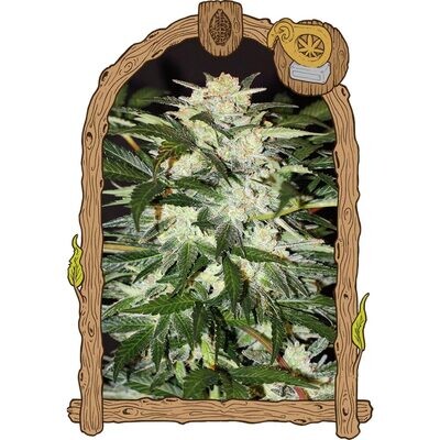 Exotic Seed - Monster Mash (auto/fem.) 04891