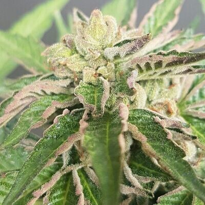 Karma Genetics - Double Funk Limited Edition (reg.) 08623