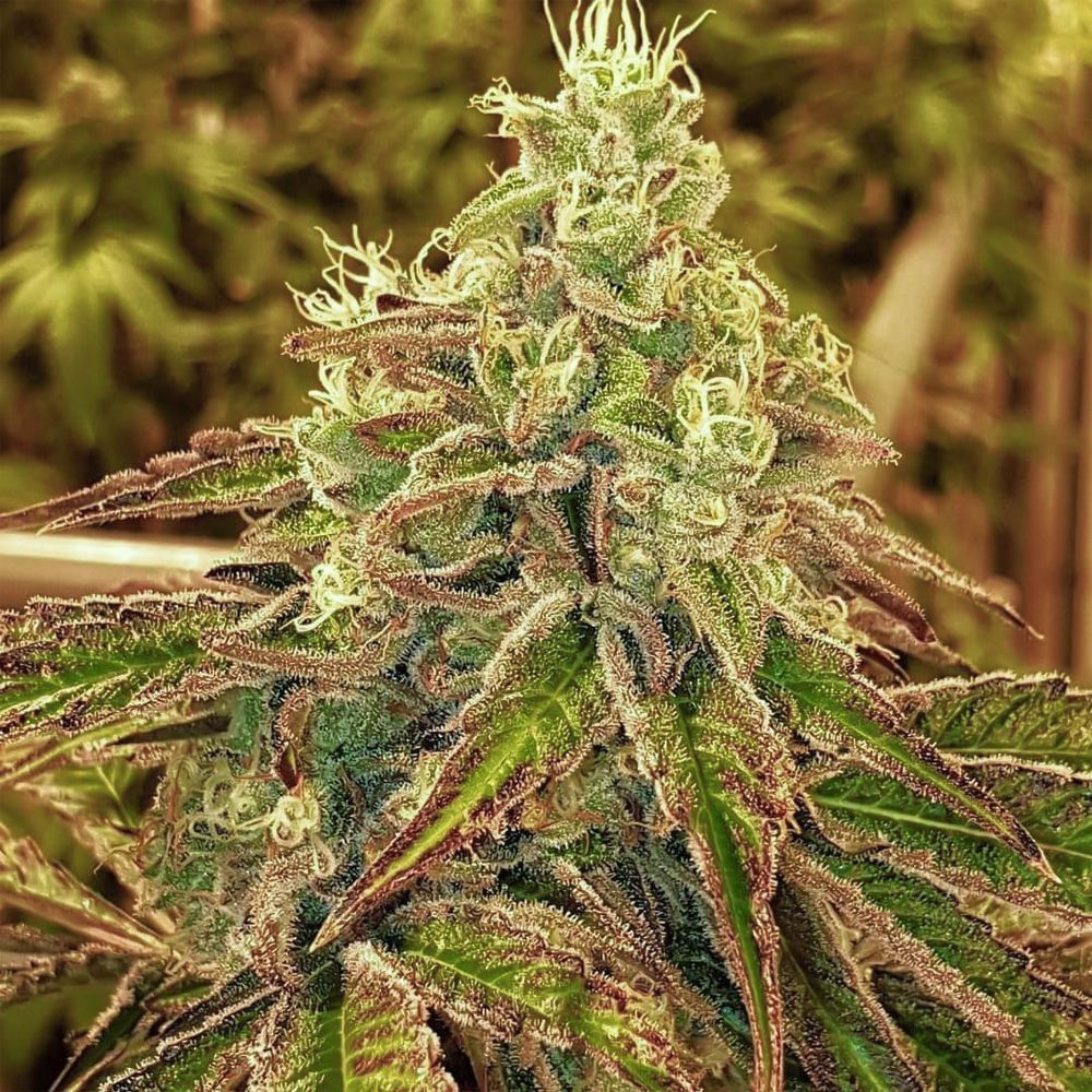 Karma Genetics - Sweets Limited Edition (reg.)